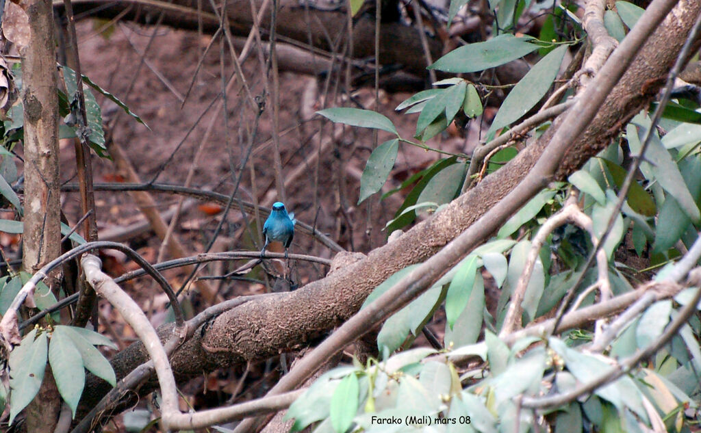 African Blue Flycatcher