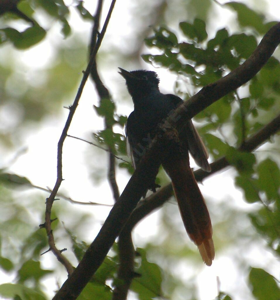 African Paradise Flycatcher