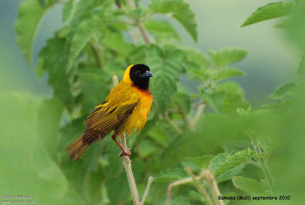 Tisserin à tête noire mâle adulte nuptial, identification