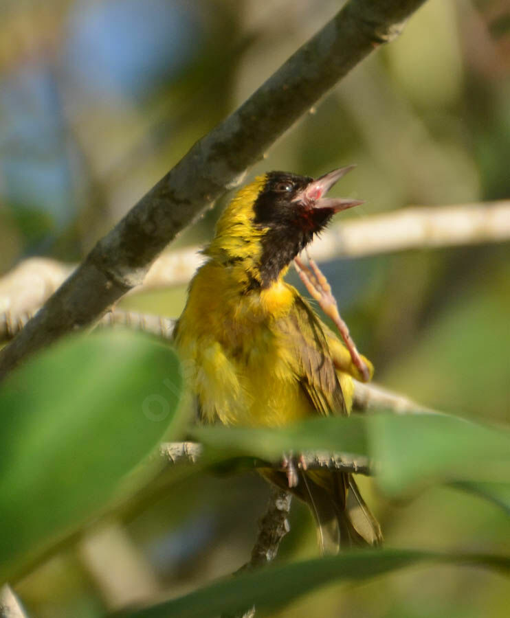 Slender-billed Weaverimmature, identification