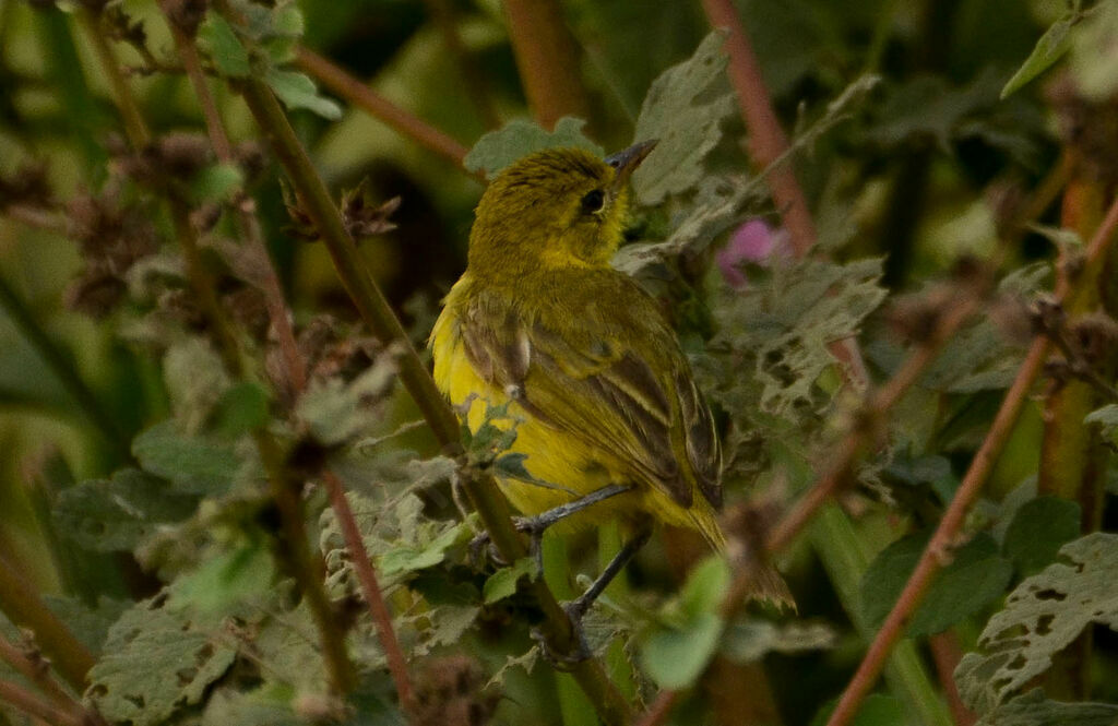 Slender-billed Weaveradult, identification