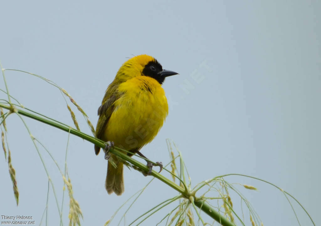 Slender-billed Weaver male adult breeding, close-up portrait