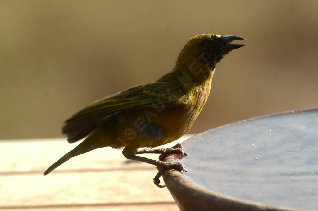 Little Weaveradult post breeding