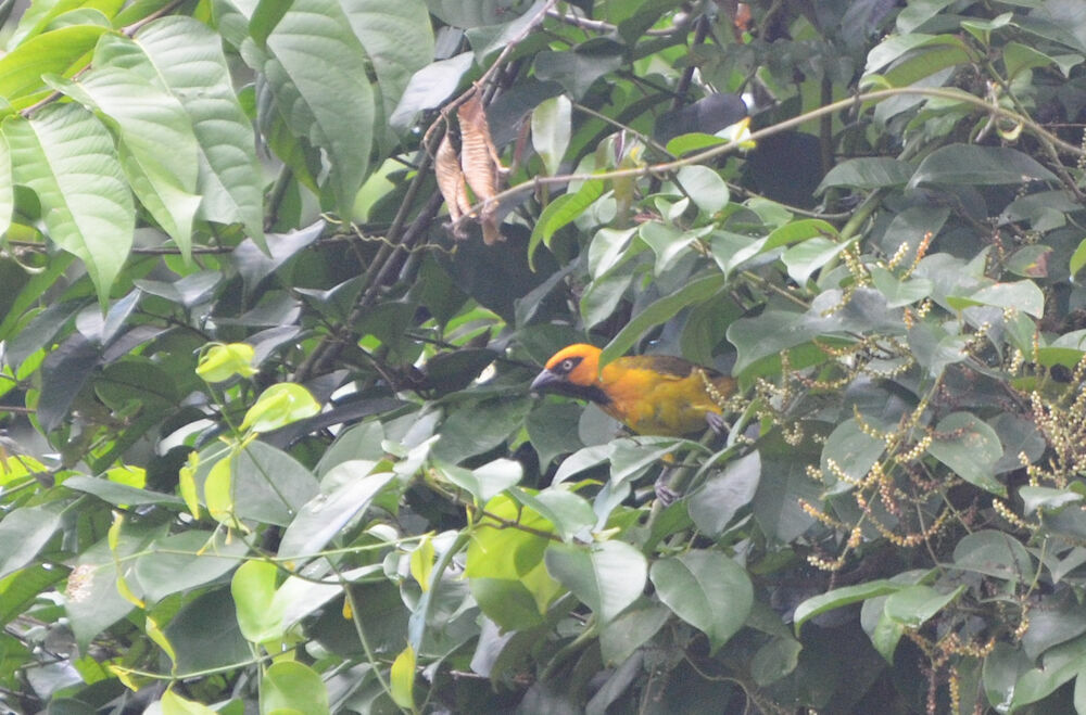 Olive-naped Weaver