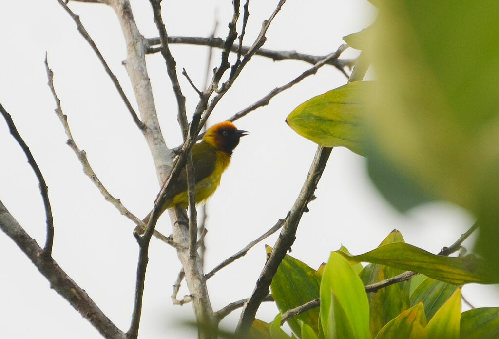 Olive-naped Weaver