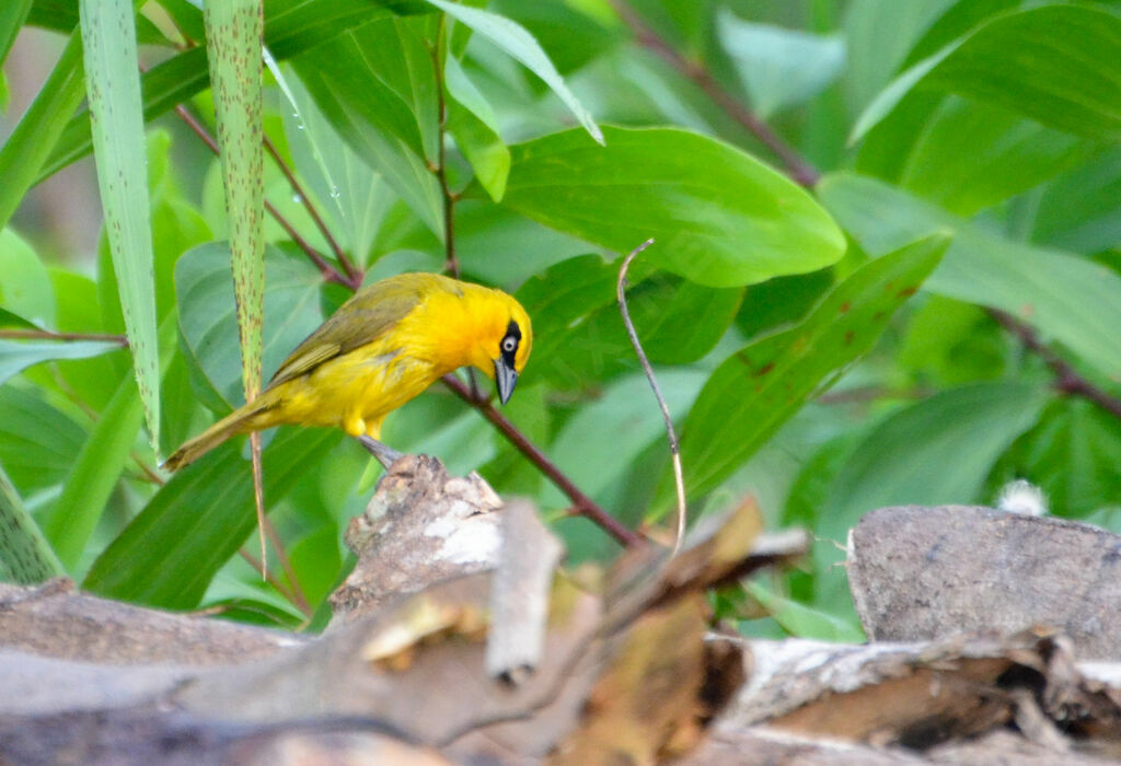 Olive-naped Weaver female adult, identification