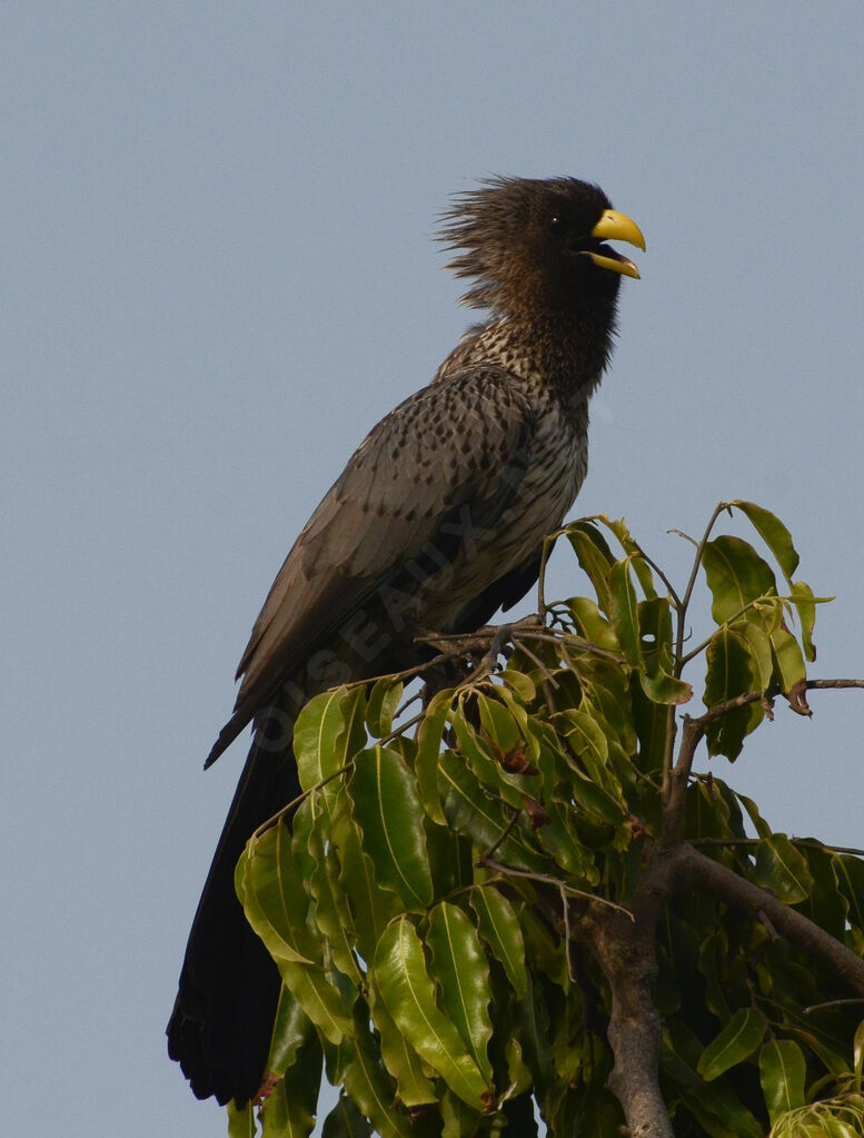 Touraco grisadulte, identification