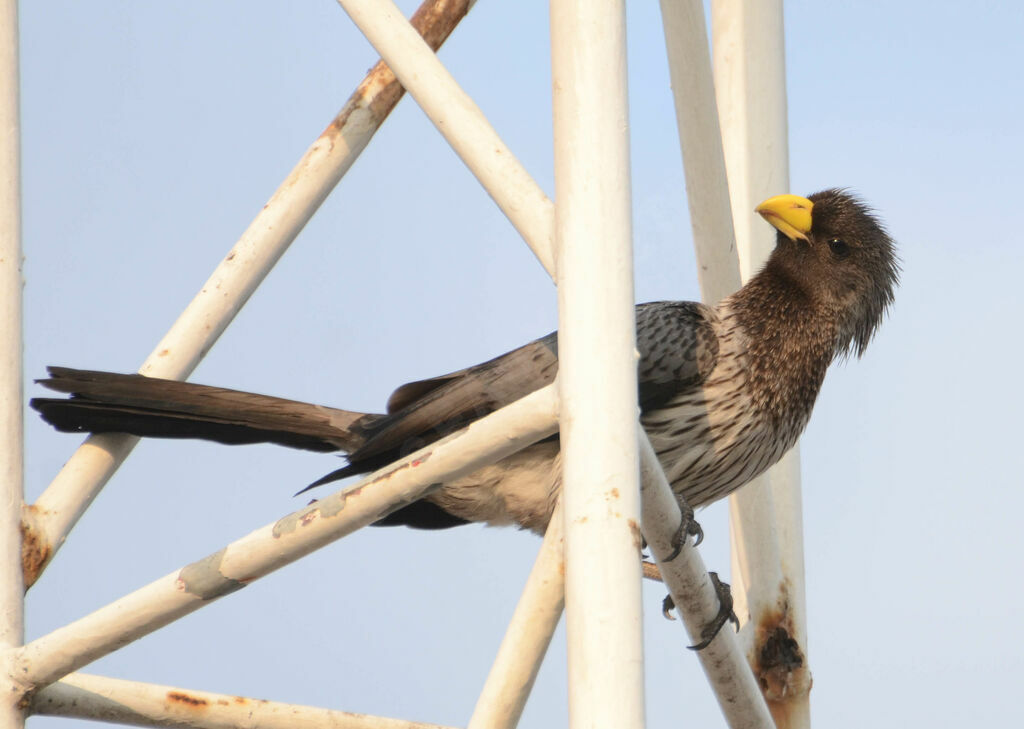 Western Plantain-eateradult, identification