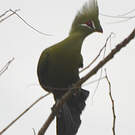 Touraco vert