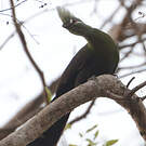 Touraco vert