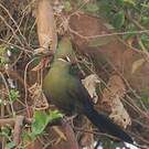 Touraco vert