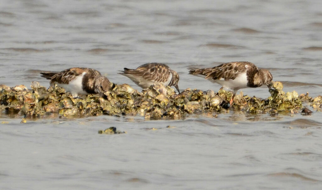 Ruddy Turnstone, Behaviour