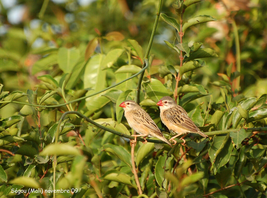 Red-billed Quelea, identification