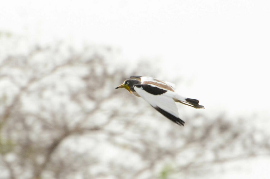 White-crowned Lapwing