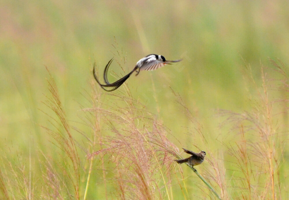 Pin-tailed Whydah , Reproduction-nesting, Behaviour