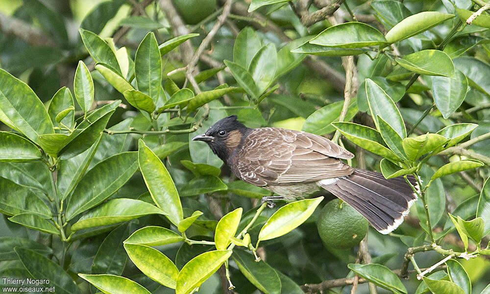 Red-vented Bulbul, habitat