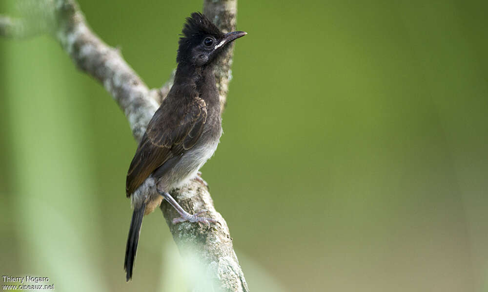 Red-vented Bulbuljuvenile, identification