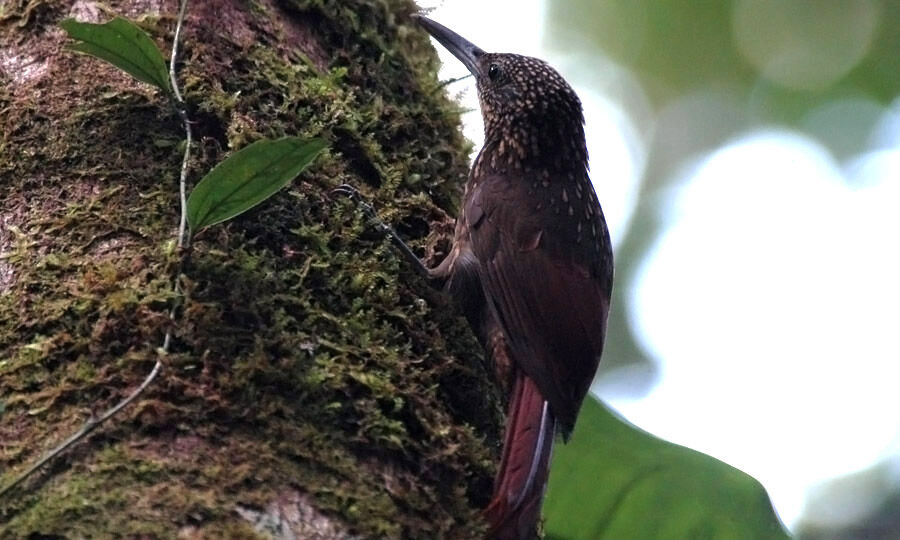 Chestnut-rumped Woodcreeper