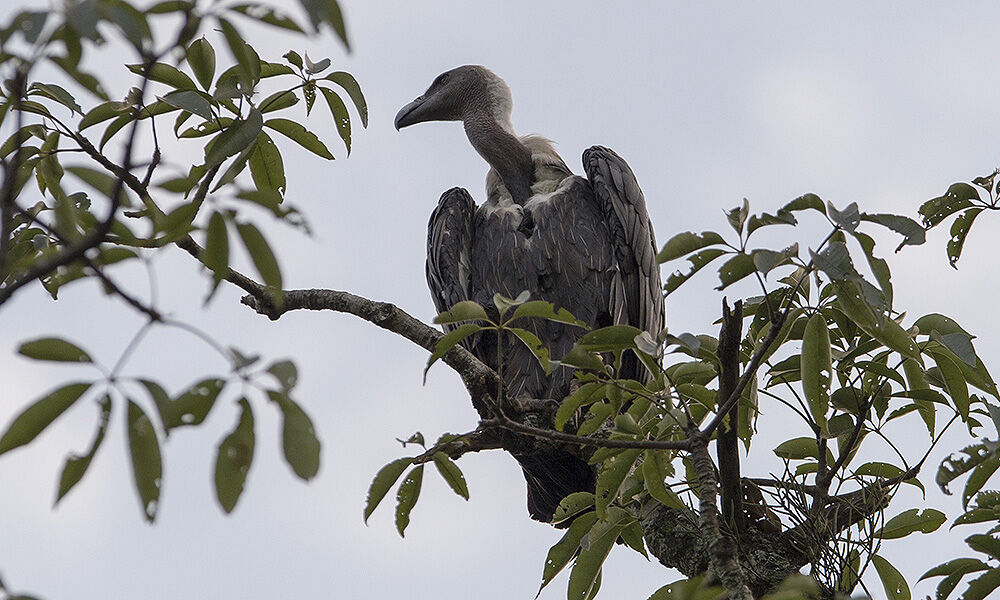 White-rumped Vulture