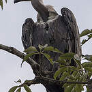 Vautour chaugoun