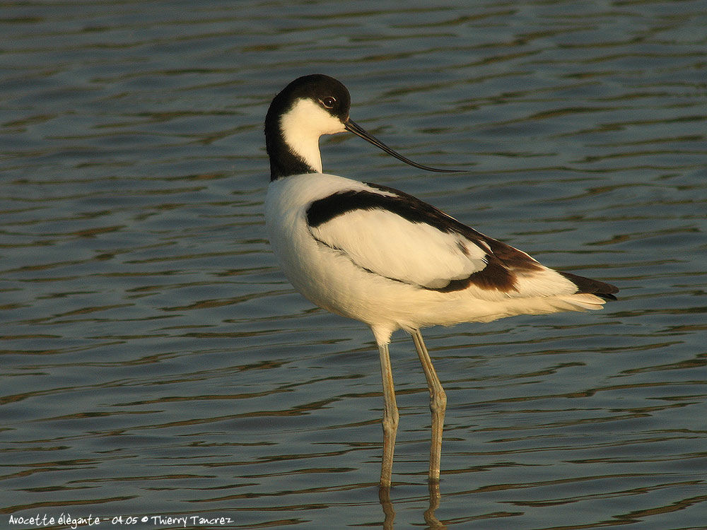 Avocette élégante