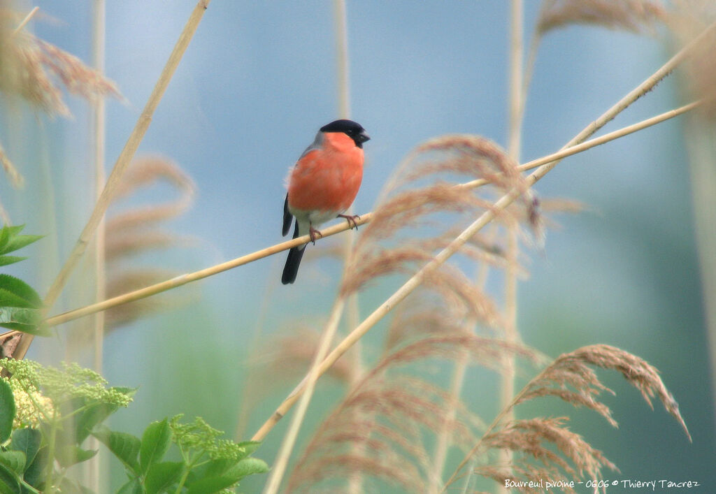 Eurasian Bullfinch