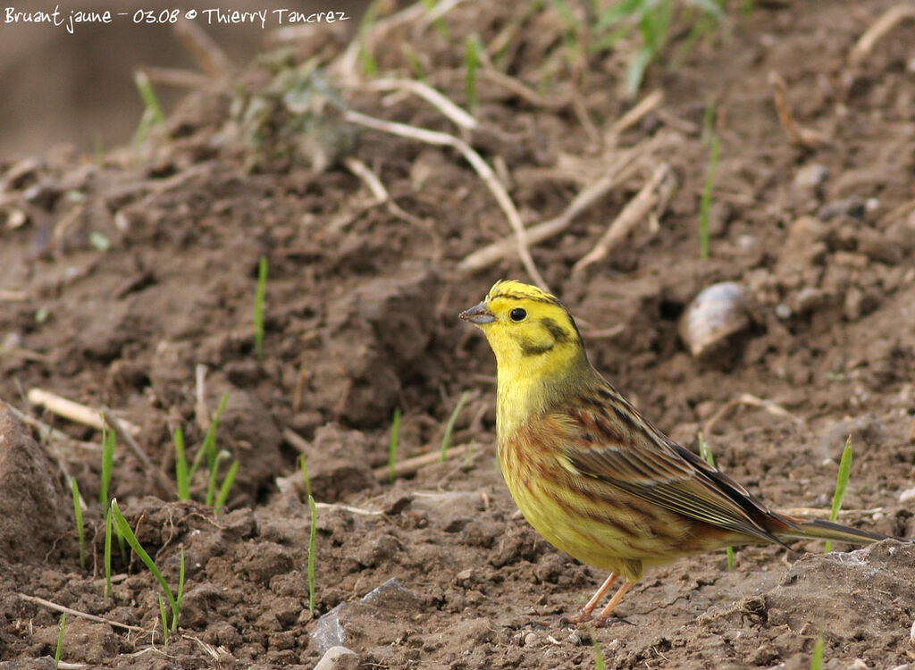 Bruant jaune