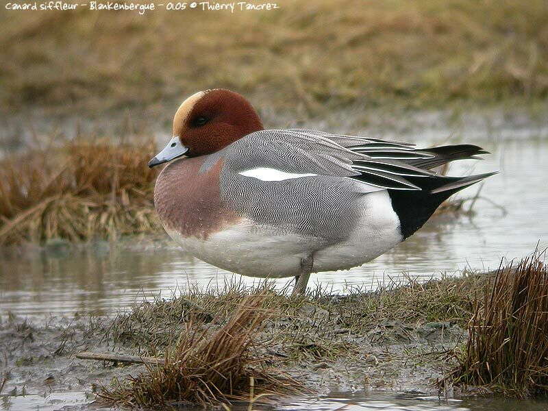 Canard siffleur