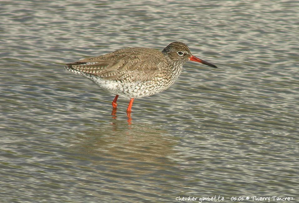 Common Redshank