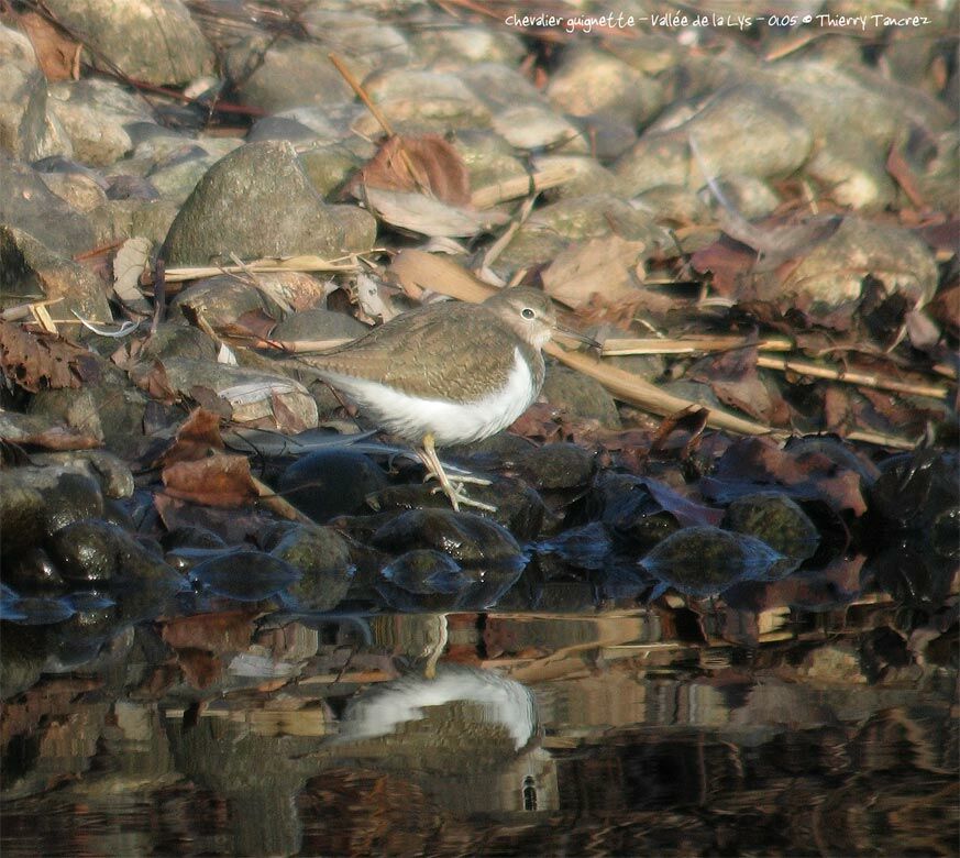 Common Sandpiper