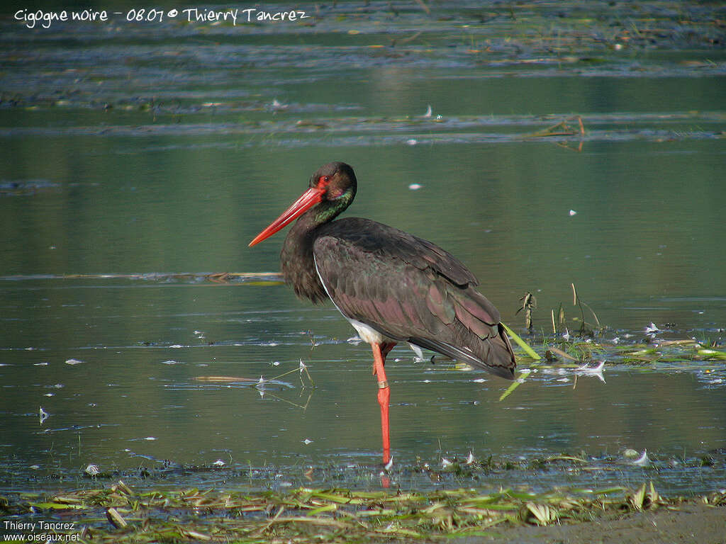 Black Storkadult breeding, identification