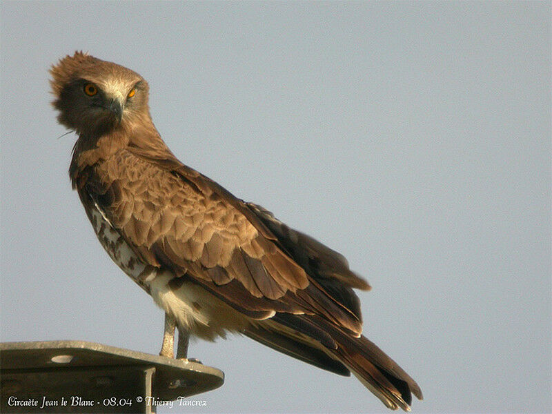 Short-toed Snake Eagle