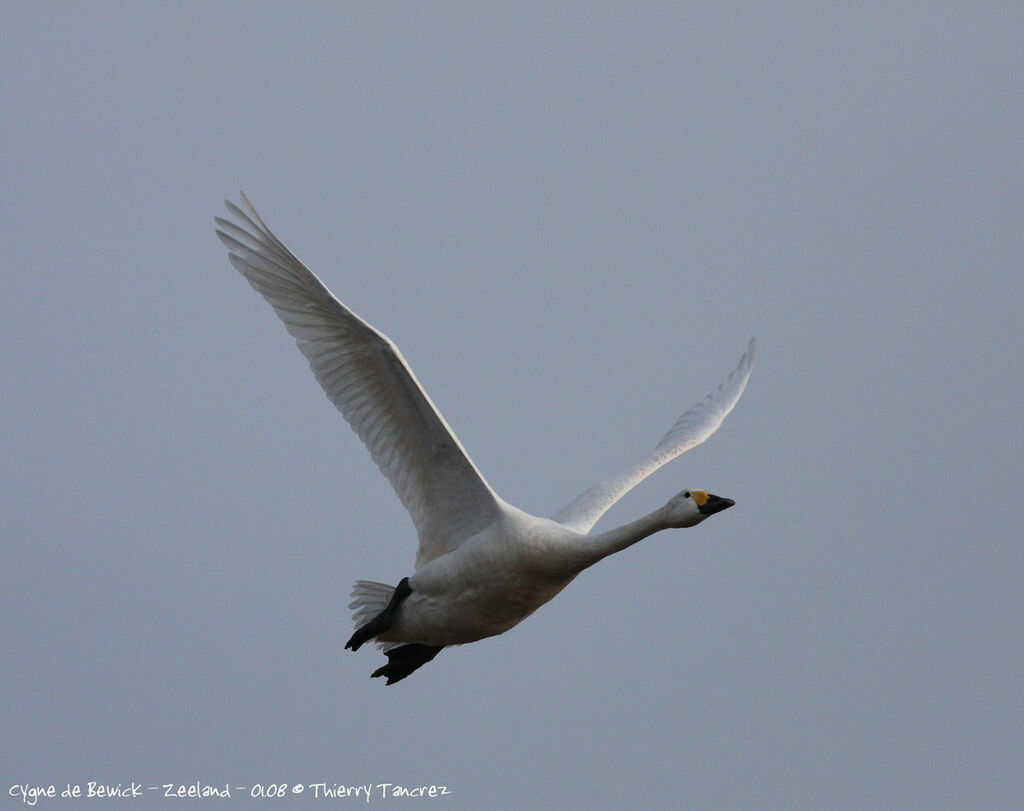 Cygne de Bewick