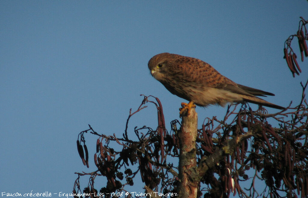 Common Kestrel