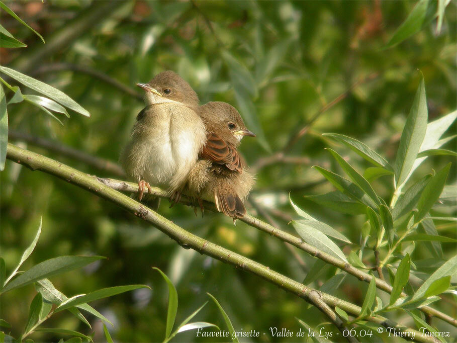 Common Whitethroat