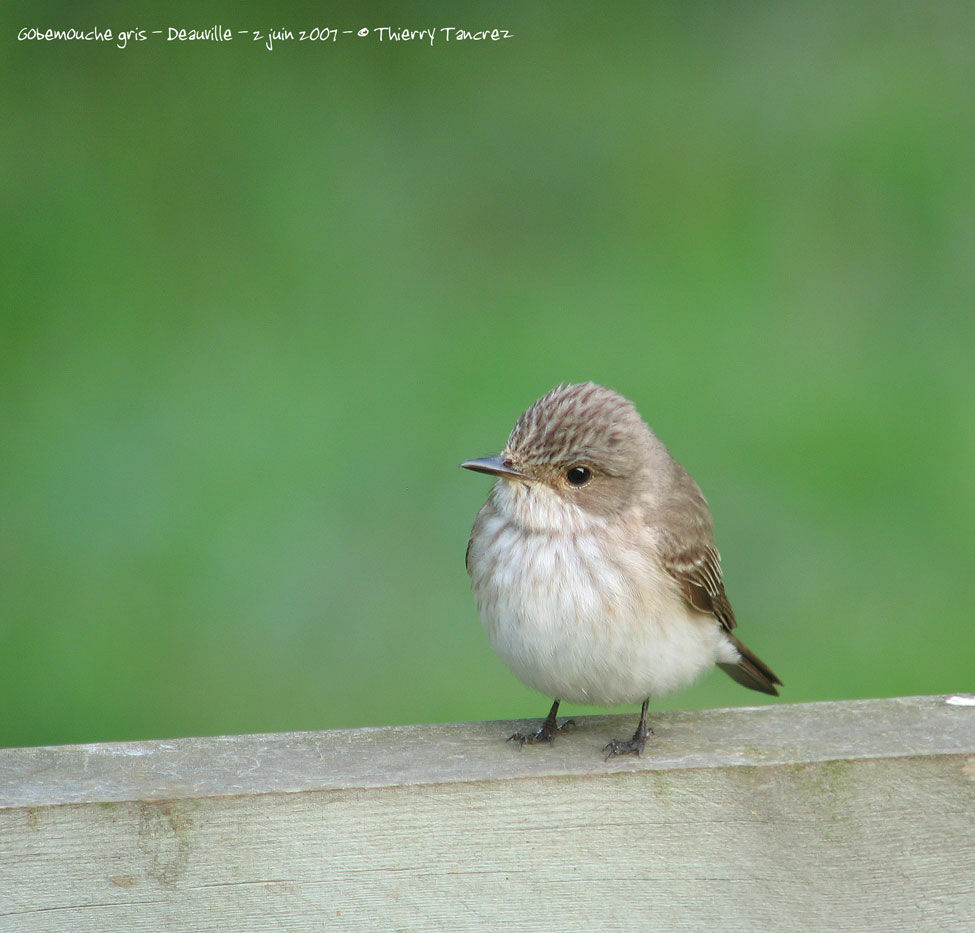 Spotted Flycatcher