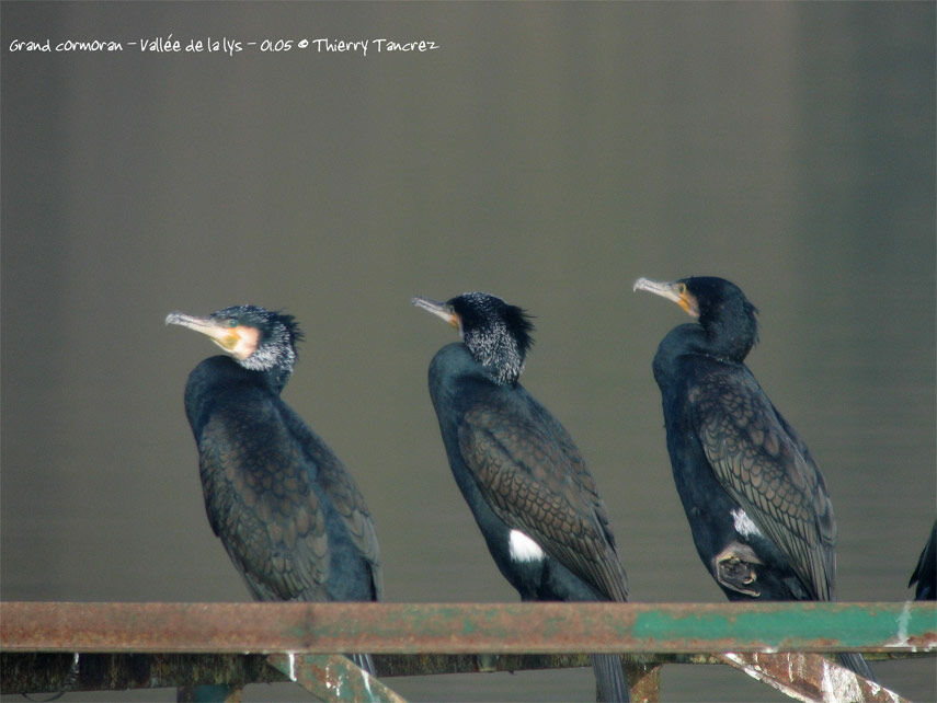 Great Cormorant