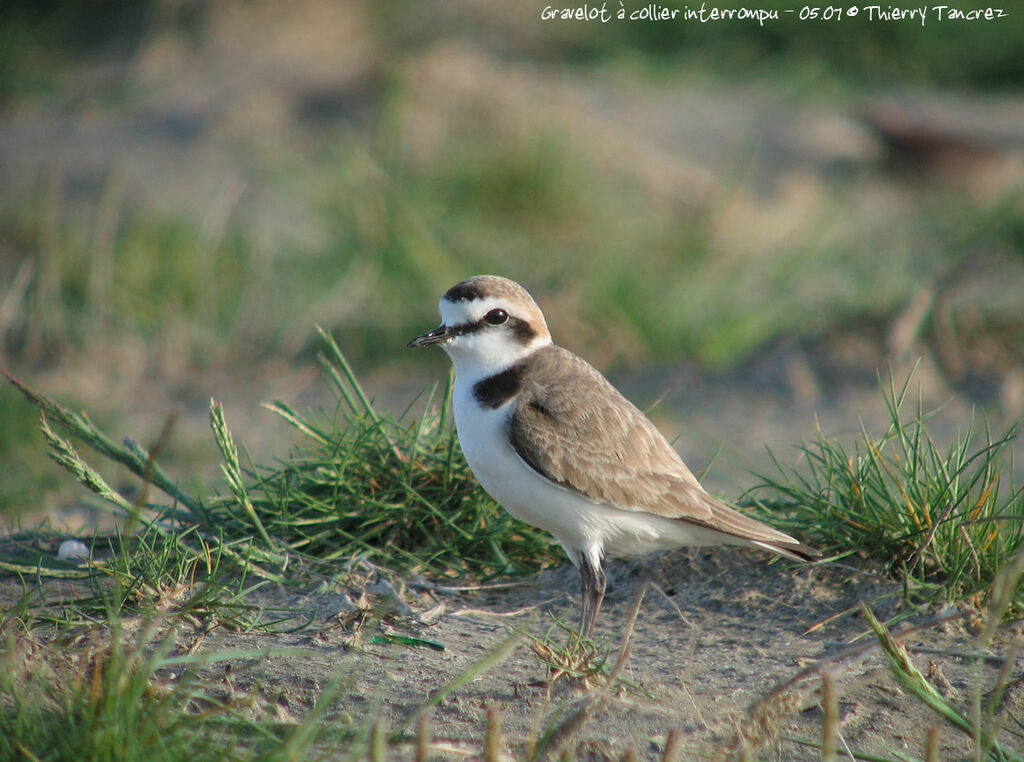 Kentish Plover male subadult
