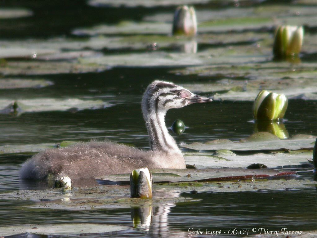 Great Crested Grebe