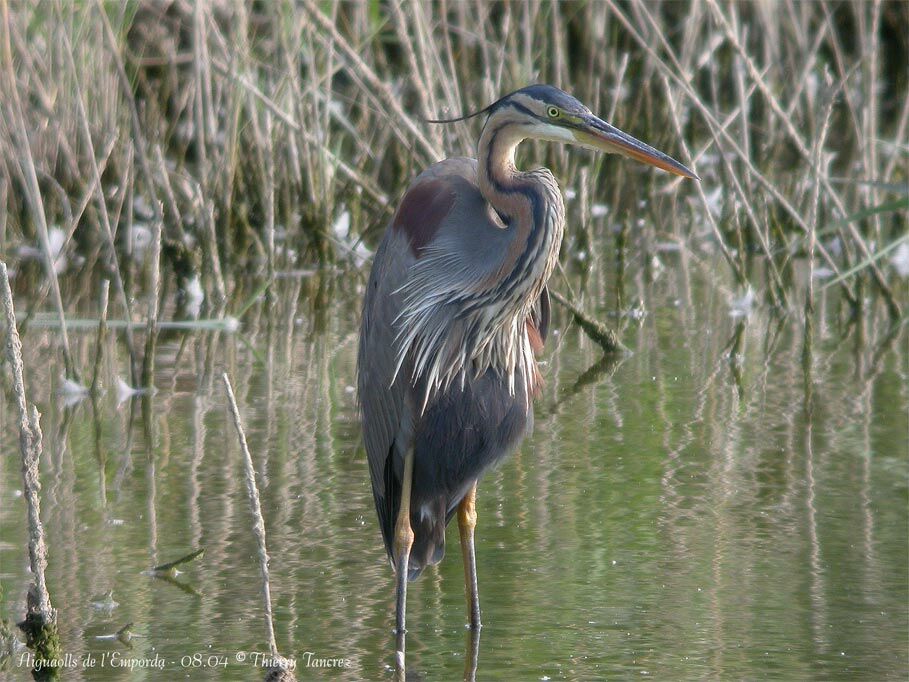 Purple Heron
