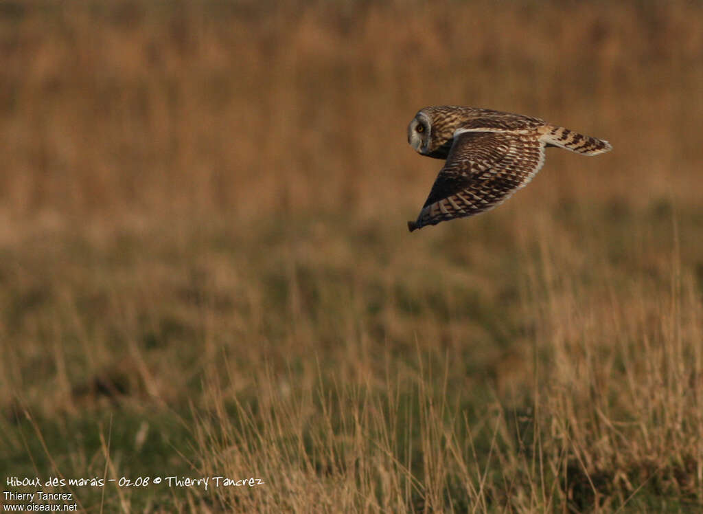 Short-eared Owl, Flight
