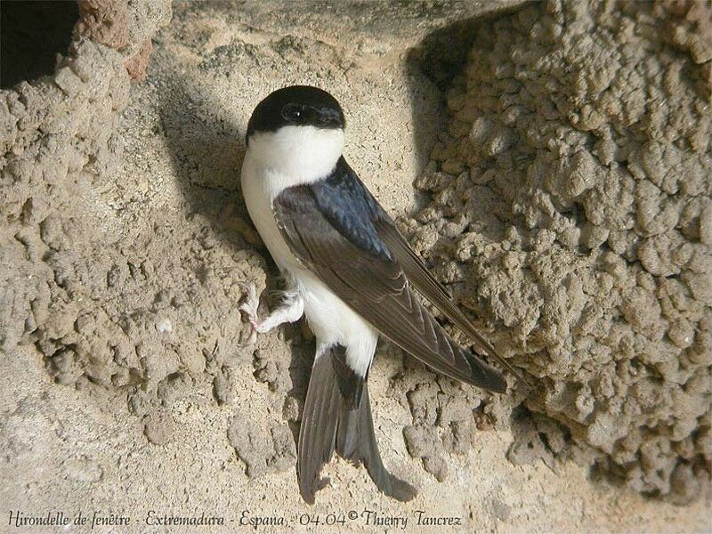 Western House Martin