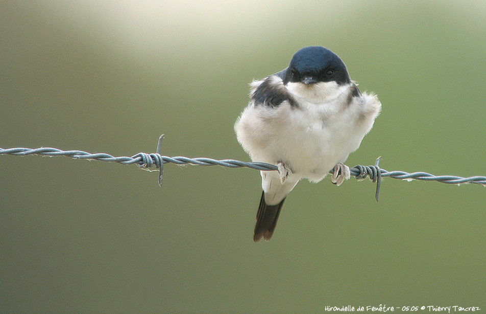 Hirondelle de fenêtre