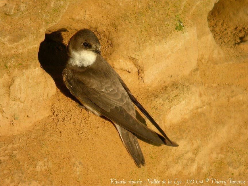 Sand Martin