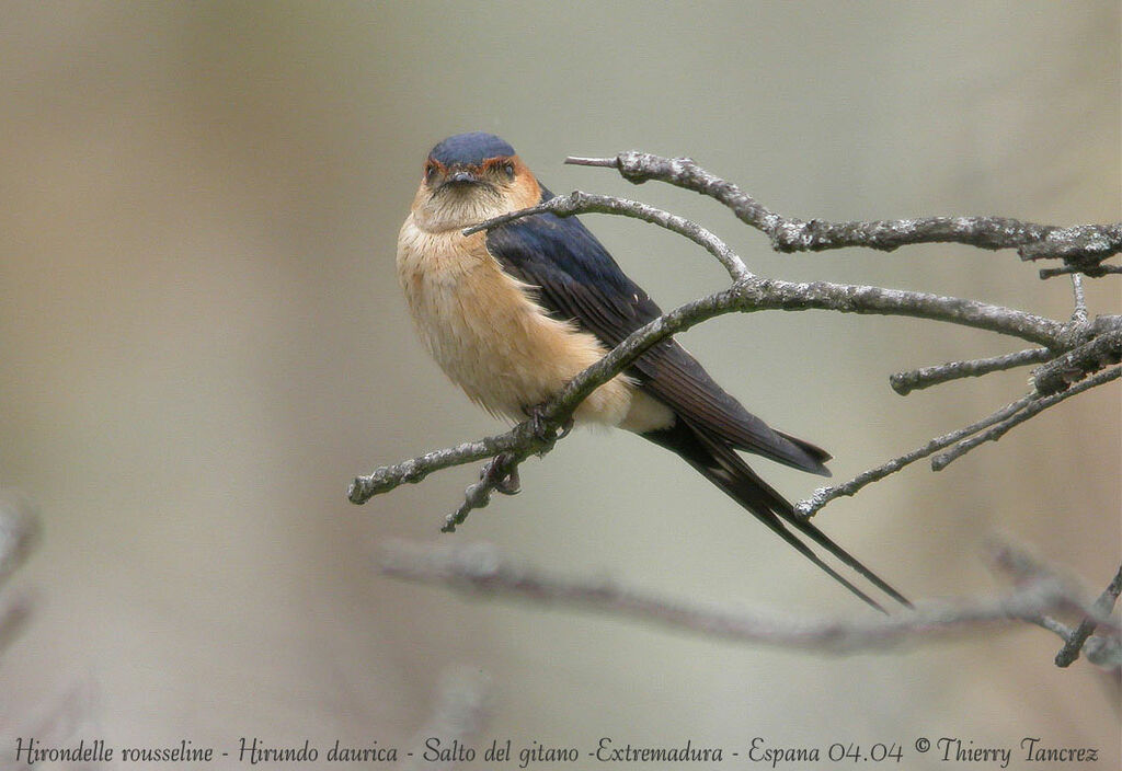 European Red-rumped Swallow