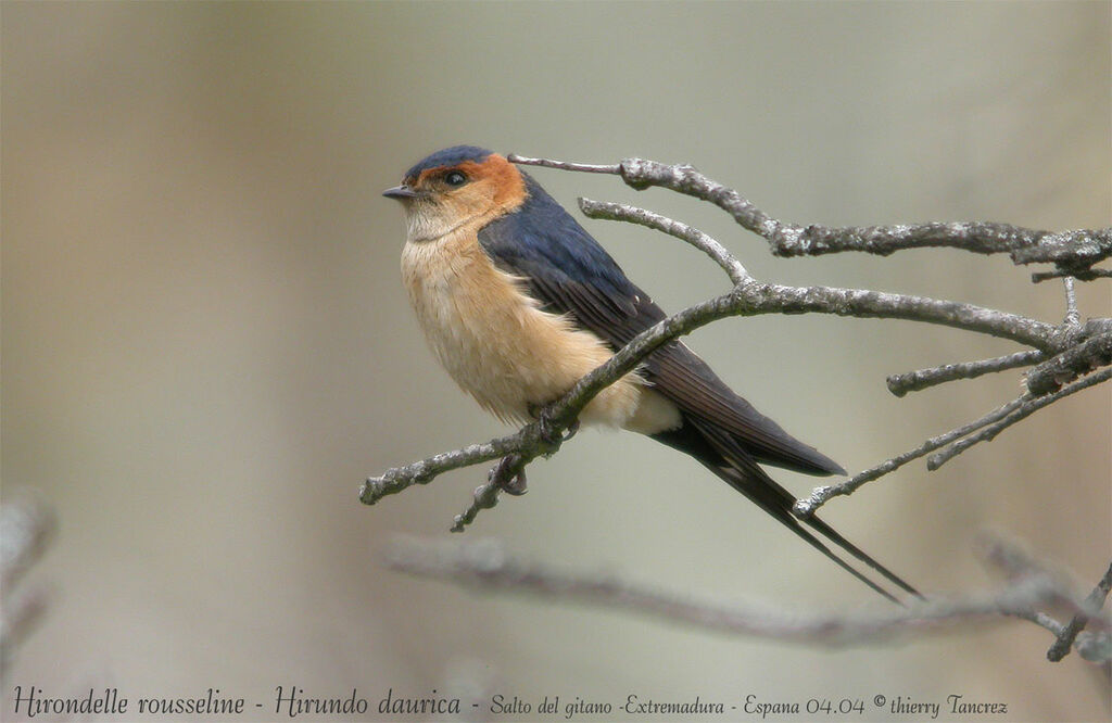 European Red-rumped Swallow
