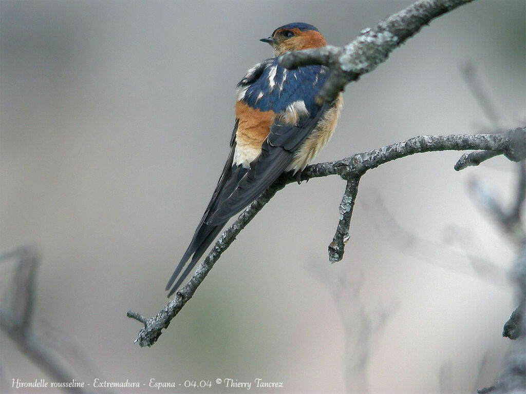 European Red-rumped Swallow