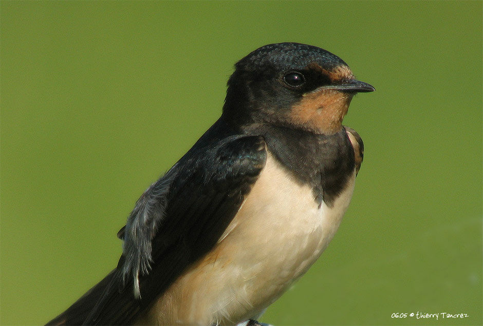 Hirondelle rustique