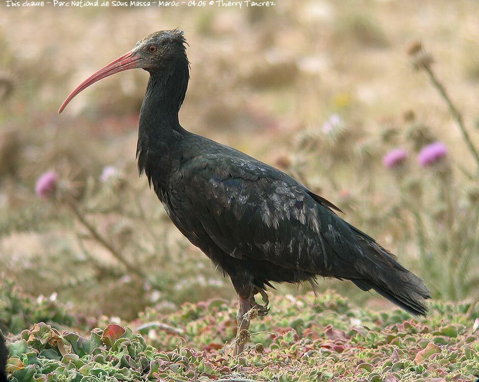 Ibis chauve