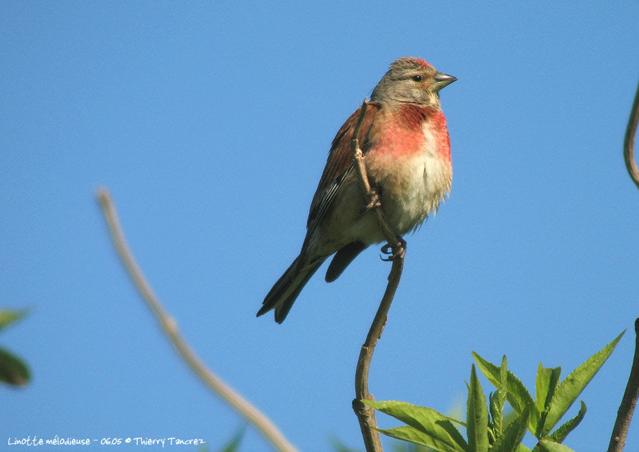 Common Linnet